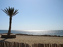 Plage de sable agrémentée d'un palmier durant une journée ensoleillée.