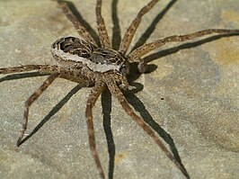 Dolomedes scriptus