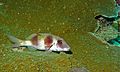 Double-bar Goatfish (Parupeneus crassilabris) (6056543376).jpg