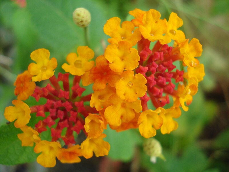 File:Double coloured Lantana.JPG