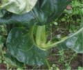Draaihartigheid bij bloemkool (Contarinia nasturtii damage on cauliflower).jpg