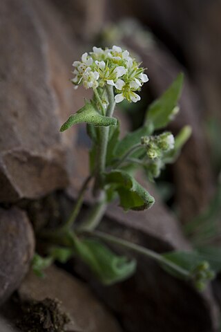 <i>Draba breweri</i> Species of flowering plant