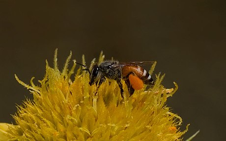 Apis florea