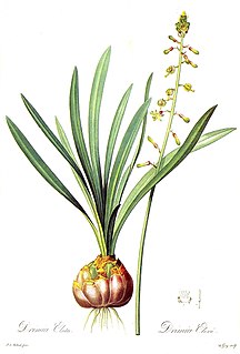 <i>Drimia elata</i> Species of flowering plant