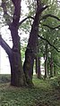 Čeština: památný strom v obci Běstvina, okres Chrudim