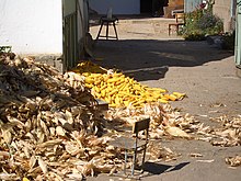 Corn being husked in the yard of a Dungan farmer in Kyrgyzstan E8025-Milyanfan-corn-huskers.jpg