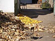 E8025-Milyanfan-corn-huskers.jpg