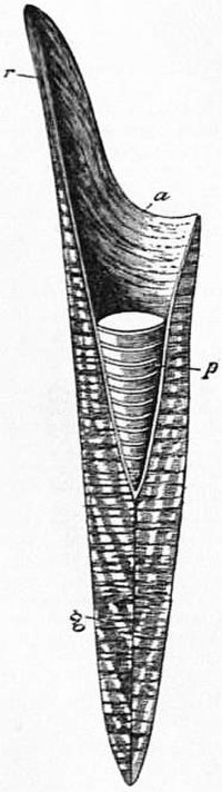 Cone diagram: r pro-ostracum, a alveolus, p phragmocone, g guard