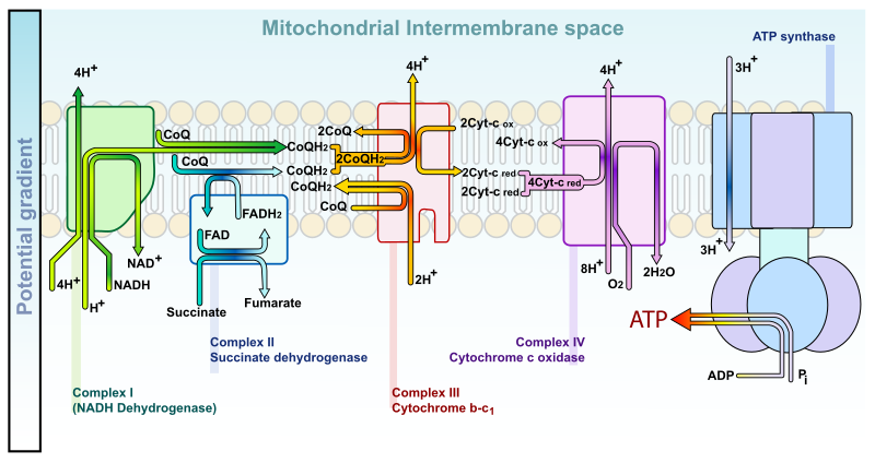 File:ETC electron transport chain.svg