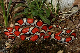 Östliche Milchnatter (Lampropeltis triangulum triangulum) (40682943834).jpg