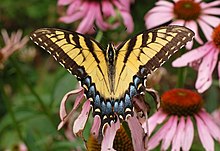 Asas de Papilio glaucus com rabo de andorinha de tigre oriental 2908px.jpg