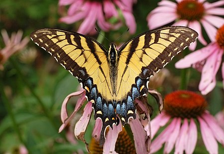 Papilio glaucus