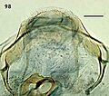 Female terminal abdominal segment