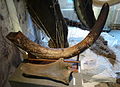 Ice Age Museum Lütjenburg 2013a 02.jpg