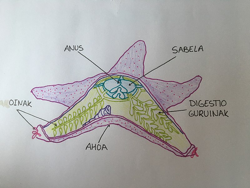 File:Ekinodermatua (Itsas-izarra).jpg