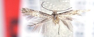 <i>Elachista litharga</i> Species of moth