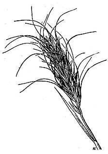 <i>Elymus scribneri</i> Species of grass