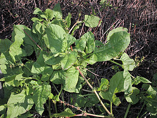 <i>Rumex spinosus</i> species of plant