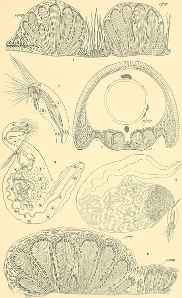 File:Enchytræidæ of the west coast of North America (1905) (20670814884).jpg