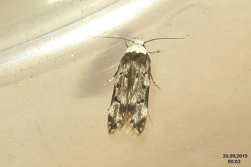 File:Endrosis sarcitrella (24776504469).jpg