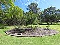 English Oak (Quercus robur) planted for the Diamond Jubilee of Queen Elizabeth II at Azelia Ley Homestead Museum, March 2021.jpg