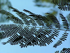 Enterolobium contortisiliquum leaf.jpeg