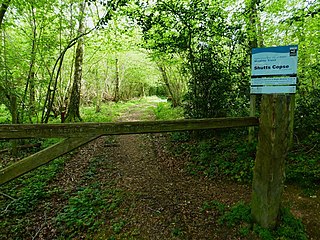 <span class="mw-page-title-main">Shutts Copse</span>