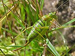 Ephippiger ephippiger – Weibchen