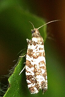 <i>Epinotia tedella</i> Species of moth