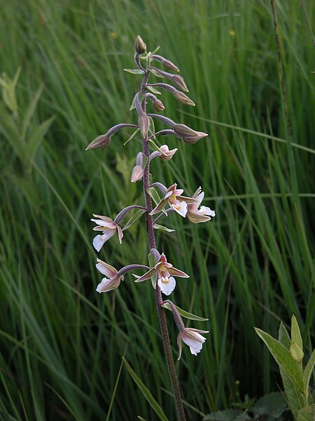 File:Epipactis7.jpg