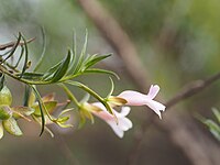 Eremophila granitica