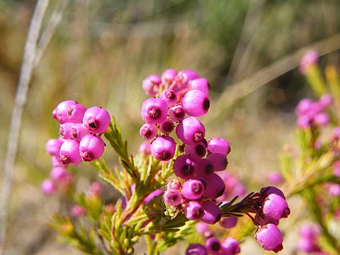 Erica multumbellifera