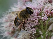 Eristalis tenax on Eupatorium cannabinum