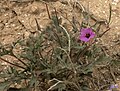 Erodium crassifolium plant