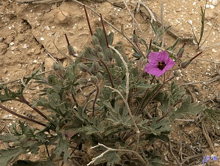 Erodium crassifolium.jpg