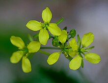 Erucastrum nastuiifolium ENBLA03.jpg