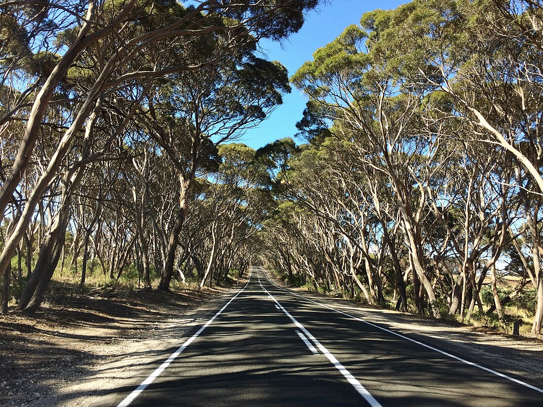 Eucalyptus cneorifolia