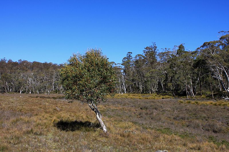 File:Eucalyptus moving in on Field of Button Grass - Flickr - brewbooks.jpg