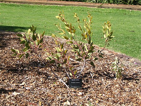 Eucalyptus_rameliana