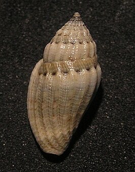 Eucithara novaehollandiae