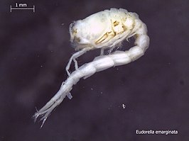 Eudorella emarginata