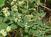 Euphorbia atoto