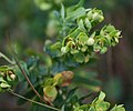 Euphorbia natalensis