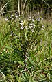 Euphrasia stricta Germany - Schwäbische Alb