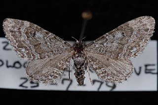 <i>Eupithecia perfusca</i> Species of moth