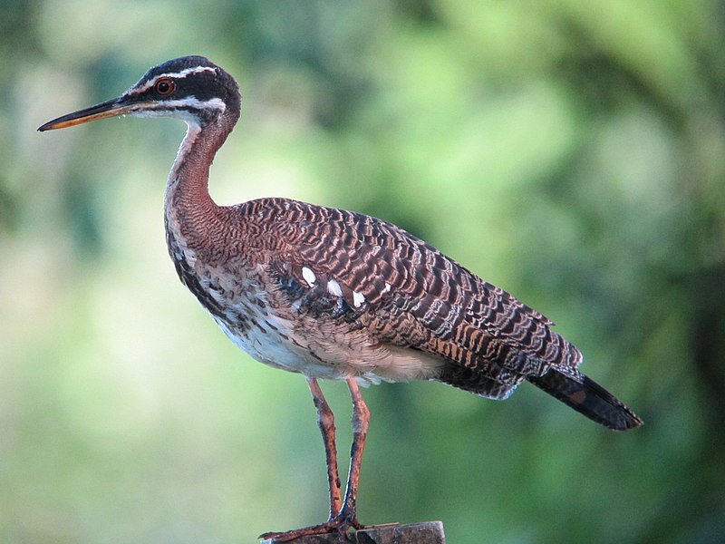 File:Eurypyga helias Garza del sol Sunbittern (6262055923).jpg