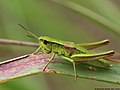 Euthystira brachyptera (Ocskay, 1826)