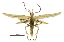 Exsilirarcha graminea male.jpg