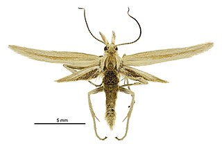 <i>Exsilirarcha</i> Genus of moths