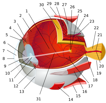 Eye-diagram no circles border 1.svg